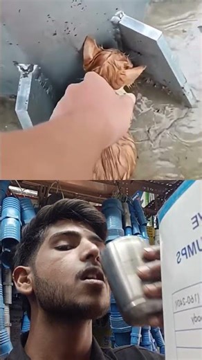 #cat #sad #movie #peakyblinders #kitten #truelove #canada #germany #russia #love