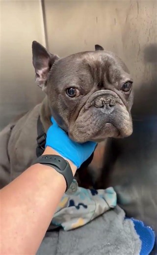 Terrified, Incontinent Frenchie Was THREE MINUTES From Euthanasia [STORY BELOW]
