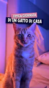 868K views · 21K reactions | Anche il tuo gatto ha questi orari?  Questo è un reboot di un mio video del 2020 con Thorin . Ragù voleva la sua versione.La voce è del mio caro amico @alexpolidori ️ #GattiItaliani #VitaDaGattaro #GattiDiCasa #GattiChePassione #GattiReel #CatReels #FunnyCats #CatRoutine #CatVideo #CatsOfInstagram #LaVitaConUnGatto #IlPotereDeiGatti #gatto | Federico Santaiti | Facebook