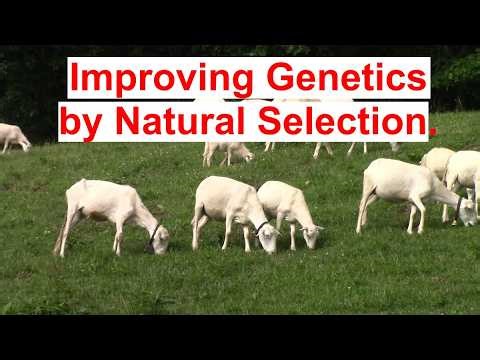 Is “Mob Breeding” Sheep Better than “Standard Breeding” for Improving St Croix Sheep Genetics?