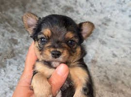 Two stunning chihuahua little boys - £1,200