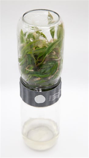 Subculturing plants after the Biocoupler >>> #tissueculture #planttissueculture #tissuecultureplants #micropropagation #tissueculturelab | Plant Cell Technology