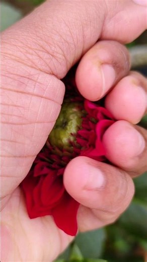 Bud to flower transition Short video | 🌱🪷 #shorts #india #trending #flower #transition #video