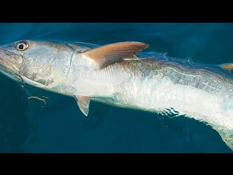 The best way to catch monster kingfish
