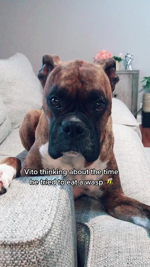 Bees are friends not food. 🐝🐝 #vitotheboxer#dogsofttiktok#fyp#BenefitOfBrows #beesting
