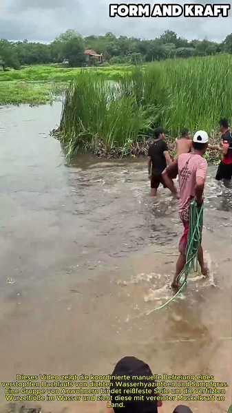 Räumen von Schilf und Wasserpflanzen mit Seilen