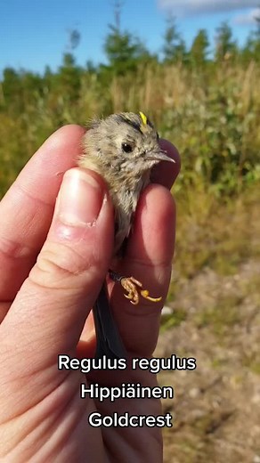 Adorable Baby Goldcrest Video: Tiny Bird Ringing in Suomenluonto
