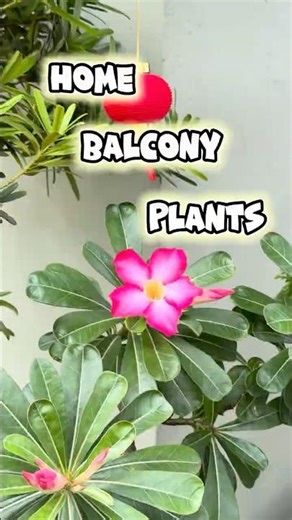 🌸 Home Balcony Plants | Outdoor Plants For Home Balcony | Small Balcony Garden