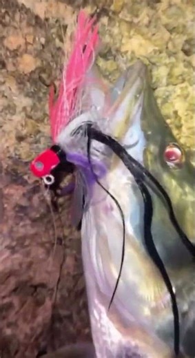 Nice SNOOK on the JIG