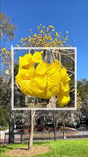 Yellow Tabebuia Tree in Bloom — Florida’s First Sign of Spring!