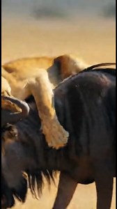 981K views · 12K reactions | Wildlife moment in the African savannah as lionesses surround an old male wildebeest. Moving independently, one lioness launches a sudden attack from behind, capturing the intense reality of predator–prey behavior. #WildlifeDocumentary #BBCStyle #AfricanSafari #Lions #Wildebeest #PredatorVsPrey #NatureReality #WildlifeMoments #SafariLife #AnimalBehavior #bigcats | Wild Zone | Facebook