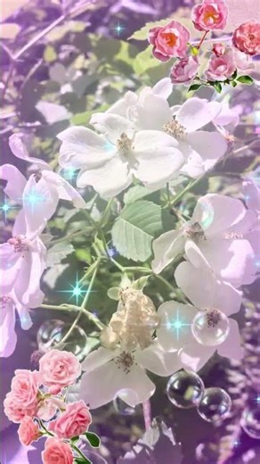 野蔷薇花语 花卉摄影2026 05 12 #上海浦东#中国文化 #野蔷薇#花卉摄影