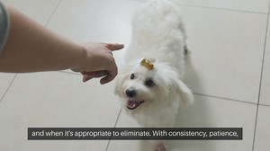 Puppy Potty Training