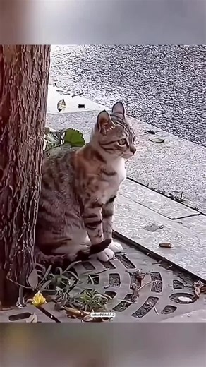 Fun Facts About Cats for Cat Lovers