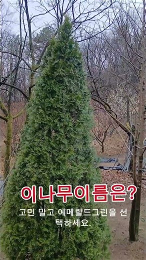 The name of this tree is / Thuja #Evergreen #GardenDesign #LandscapeTree