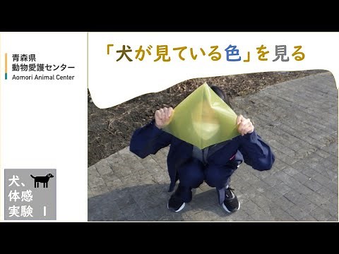 【犬体感実験①】色覚