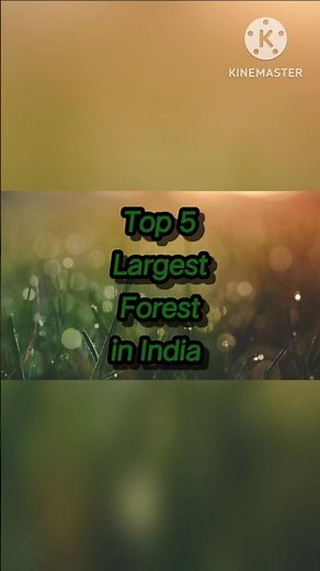 Top 5 Largest Forests in India 🌳 | Biggest Forest in India