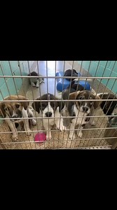 Check out the adorable “V” puppies!These 2-month-old Great Pyrenees mixes are playful, sweet, and full of personality—and they’re ready to steal your heart! No appointment is needed to visit and meet our pets—just stop by and find your new best friend today! Pearl River County SPCA1700 Palestine Rd., Picayune, MS 39466. (601)798-8000 Hours: Tuesday - Saturday, 10 AM - 4 PM More info and all our adoptable dogs: https://www.prcspca.org/available-dogs #GreatPyreneesMix #PuppyLove #PRCSPCA | Pearl R