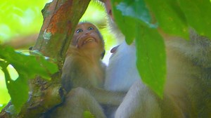 5.3K views · 586 reactions | Funny little baby monkey crying emotional beg mum milk | Monkeys Buzz | Facebook