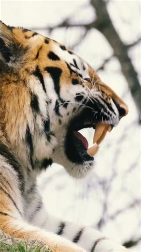 Tiger Stripes Are Like Fingerprints 🐅 (You Won’t Believe This!) #shorts