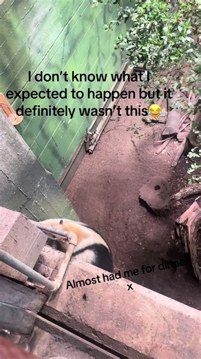 Unexpected Animal Encounters at London Zoo