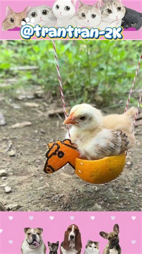 Gà con và chiếc xích đu ngựa. #trantran2k #gacon #funny #cute #shorts
