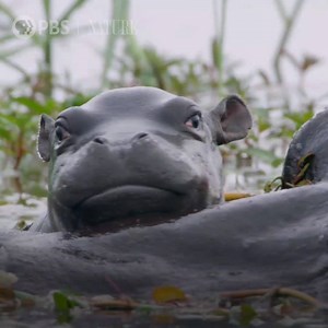 Go beneath the surface and meet Africa’s river giants, the hippos. Discover an unexpected side of these aquatic mammals that can’t even swim as hippos protect their families, face their enemies and suffer in a drought. Don't miss Hippos, narrated by David Attenborough, January 15 at 8 PM. For more from Nature --> http://bit.ly/2Xa3Hqf | Cascade PBS