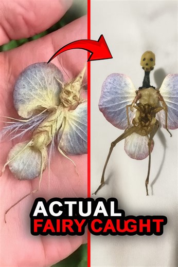 6.1K views · 191 reactions | Unbelievable Moments When Mythical Creatures Were Actually Caught on Camera | Aliens UFO Caught on Camera | Facebook