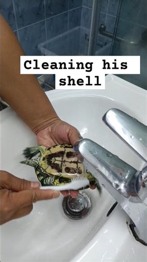 How I clean turtle shell?