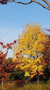 Chinese Ash, Autumn, Fallen Leaves. Free Stock Video