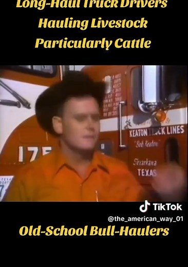 Livestock Trucking: Old-School Bull Haulers