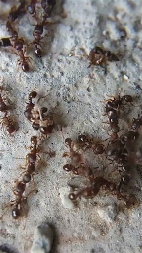 The World’s STRONGEST Athlete is Only 1 cm Tall! 🐜🏋️‍♂️ #Shorts #ScienceFacts