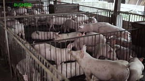 Know the current 2019 market scenario in hog raising and hog fattening in the Philippines brought to you by B-MEG. Watch Alagang B-MEG for more hog raising tips https://www.youtube.com/c/AlagangBMEG Agribusiness How It Works. Instruct. Inspire. Succeed. Agribusiness in the Philippines, opportunities for the OFW and their families. | Agribusiness