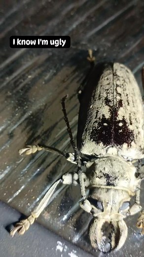 NEW VISITOR GIANT LONGHORN BEETLE. | Johan Axelson