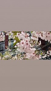 1.2K views · 27 reactions | Spring  #seattle #Washington #pnw | Seattle Travel Insider | Facebook