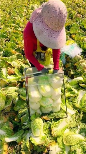 cabbage picking or harvesting process