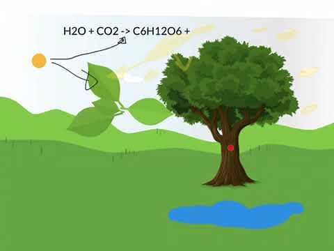Forklaring af fotosyntese - Flipped learning