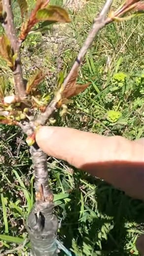 innesto di ciliegio a Spacco secondo anno #agrimovie #tutorial #emiagridiy #agrienatura #agriemotori
