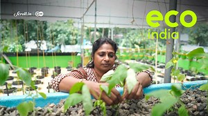 1.7K reactions · 53 shares | Cherai is India’s first aquaponics village in Kerala where the need for cleaner, chemical free food has prompted close to 200 families to set up aquaponics systems at home. {Every week, #EcoIndia brings you stories of innovations from across India and Europe, and the people who make them possible. You can watch the full episodes on https://scroll.in/topic/56120/eco-india} | Scroll | Facebook