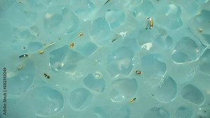 Microscopic View of Diatoms in a Water Sample