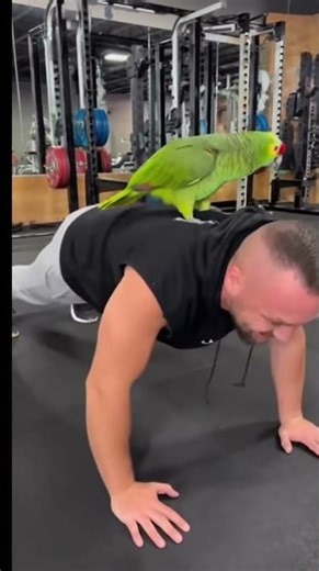Parrot Gym Pranks (Episode 4)