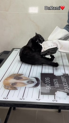 How to deal with angry cat and ferocious cat #vet #doctor #PepsiKickOffShow #helpanimals #cat #dog #fyp #animalsoftiktok #foryou #treatment