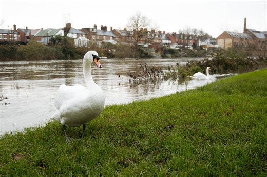 Flood warnings issued across Shropshire as river levels rise after heavy rain - towpath also closed in Shrewsbury