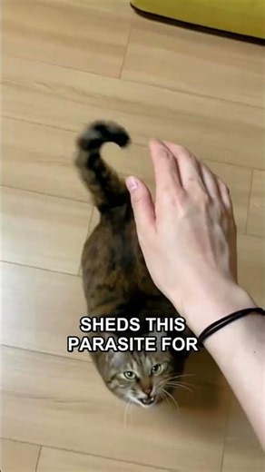 The Truth About Toxoplasmosis and Your Cat: Debunking Myths #Shorts