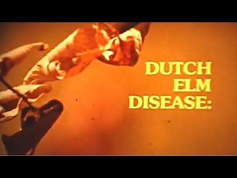 What is Dutch Elm Disease? Can Dutch Elm Disease be Prevented or Treated?