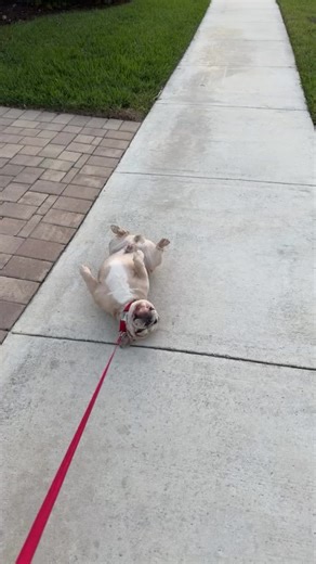 Hilarious Dog Moments: Coolie's Funniest Antics