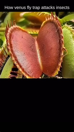 Explain everything 🧠 on Instagram: "The Venus Fly Trap is a fascinating carnivorous plant that captures and digests insects for nutrients. It has special leaves that act like traps — when an insect touches the tiny hair-like sensors inside the leaf twice, the trap snaps shut in less than a second! Once the prey is caught, the plant releases digestive juices to break down the insect and absorb its nutrients. This unique mechanism helps the Venus Fly Trap survive in nutrient-poor soils where most