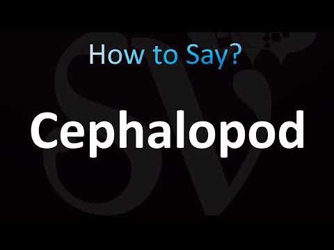 How to Pronounce Cephalopod (CORRECTLY!)