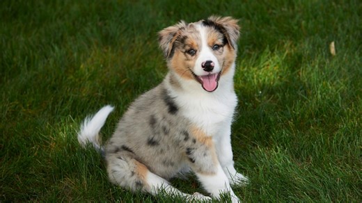 Border Collie Mix With the Most Adorable Smile Becomes Everyone's New Favorite