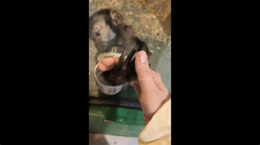 Heartwarming moment monkey shares its fruits with visitor in China